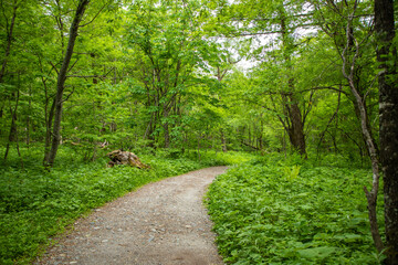 Obraz premium 長野県 新緑の上高地 