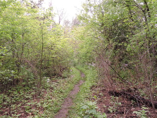 footpath in the woods