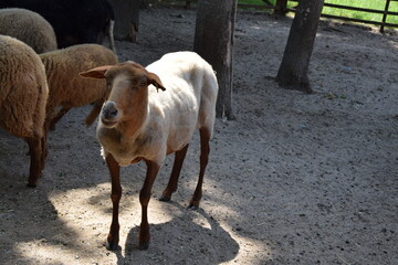 Wildlife Animals Germany