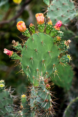 cactus with thorns