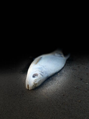 A dead old, smelly fish lying on the beach Zdechła, stara, śmierdząca ryba leżąca na plaży © SebbPL