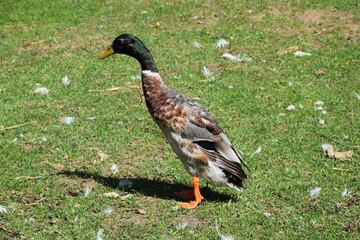 Wildlife Animals Germany