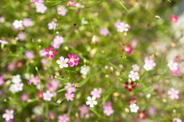 flowers plant