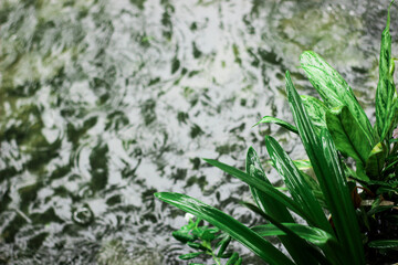 green grass with dew drops of rain water