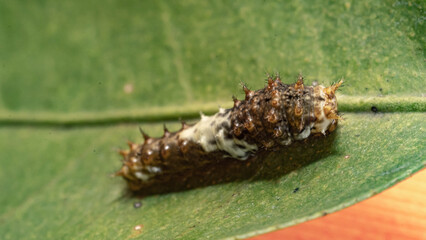 Lime caterpillars that damage lemon leaves by eating the leaves.
