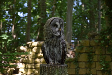 Wildlife Animals Germany