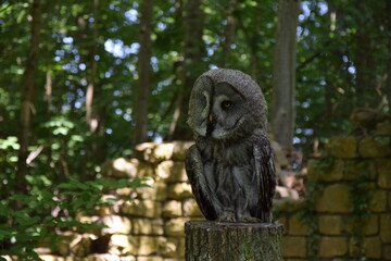 Wildlife Animals Germany