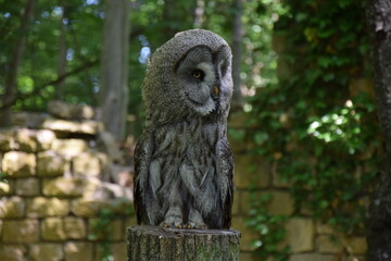 Wildlife Animals Germany