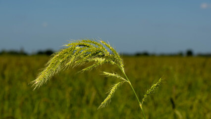 The weed in the paddy field that decreases the yield of rice is known as Khao Nok grass.