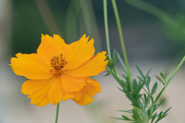 Abstract nature background of cosmos flower orange color blossom in garden. Blurred of branches of green cosmos.