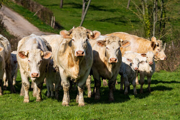 Animaux ferme vache 523