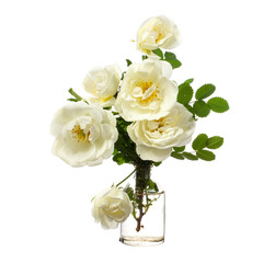 Blooming Rosa pimpinellifolia (burnet rose or plena) in a glass vessel on a white background
