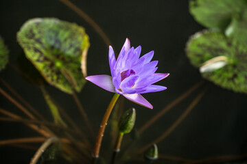 violet water lily