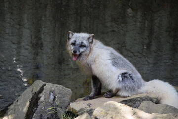 Wildlife Animal Germany