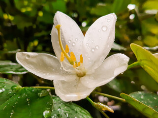Fototapeta premium White Flower Close Up On A Rainy Day