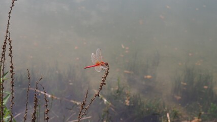 bonita libelula de color naranja abrazada a una rama, cuatro alas transparentes, ojos grandes, lerida, españa, europa