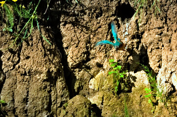 Kingfisher - outlet from the mink