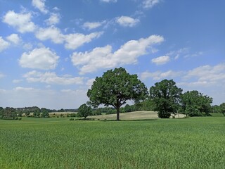 tree in the field