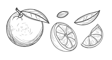 A set of five elements in a sketch style: orange, orange slices, seeds, leaf. Elements for design and decoration. Vector illustration.