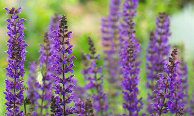 Beautiful vibrant violet Delphinium flowers on blurred background. It is a perennial flowering plants in the family Ranunculaceae, native throughout the Northern Hemisphere. Selective focus.