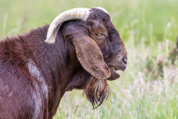 Boer breed billy goat
