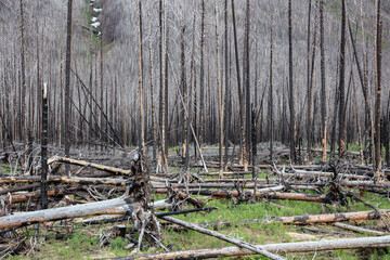 Waterton - Kenow Wild Fire Recovery 2017
