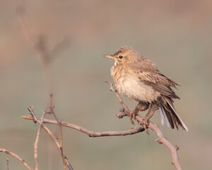 Need Medical help for legs.