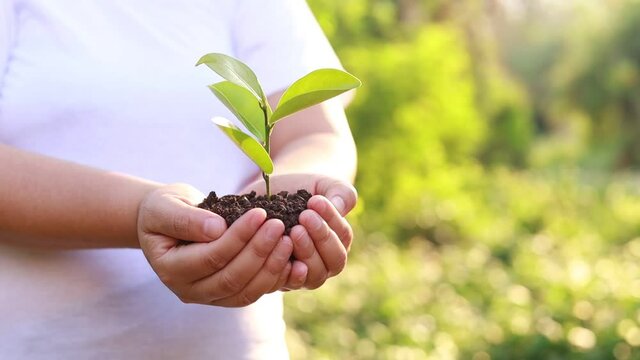 holding a big tree on a green background concept of loving the world