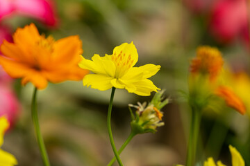 fresh yellow and orange gold cosmos flower blooming in botany garden.