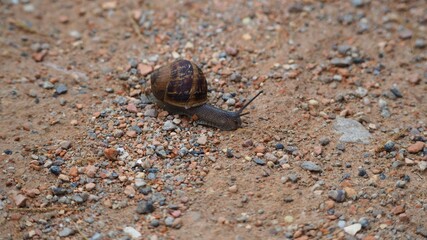 caracal de vela negra y caparazón marrón en un sendero pedregoso, cuatro antenas, lérida, españa, europa