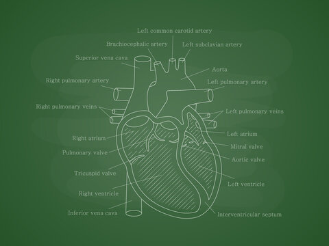 Human cardiac system with descriptions. Educational diagram with human heart cross-section.