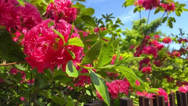 Rhododendron Homebush - pink flowering shrub. Summer background. Beautiful pink flowers bush on a sunny day