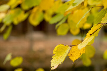 Fall, autumn, leaves background. A tree branch with autumn leaves on a blurred background. Landscape in autumn season