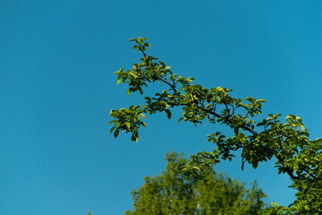 gałąź drzewa na tle nieba © Dariusz