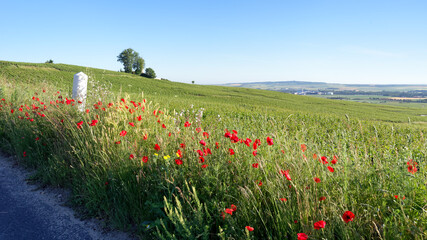 Poppies and Champagne vineyards in the Reims mountain regional nature park