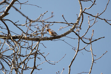 Eastern Bluebird