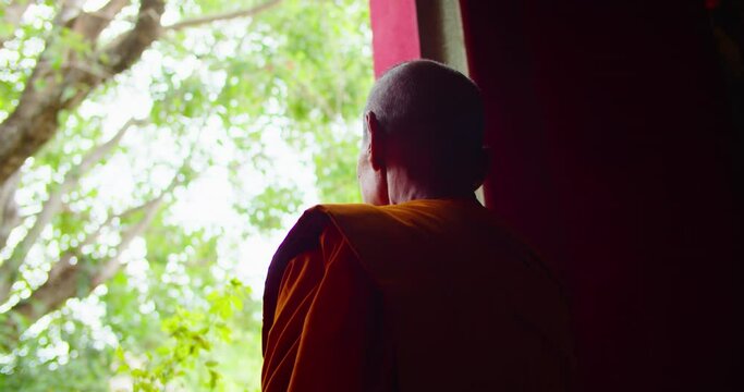 A back view of Buddhist monk stands in an old church stand and look out of a large window into a huge bodhi tree.