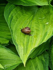 snail on leaf