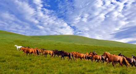 Hillside and horses