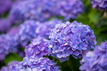 東京都　白山神社の紫陽花　