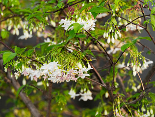 beauty bouquet fresh small flowers hanging on mok tree. wrightia religiosa green branch leaves.