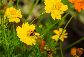 beauty fresh yellow and orange cosmos flower blooming in botany garden. small bee eating nectar on pollen.