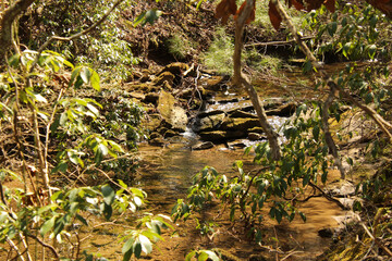 Water through the Trees