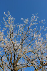 branches against sky in winter frost