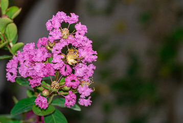 group of small pollen bouquet crape myrtle  pink flowers. beauty and  dry petal hanging on branch tree