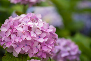 東京都　白山神社の紫陽花