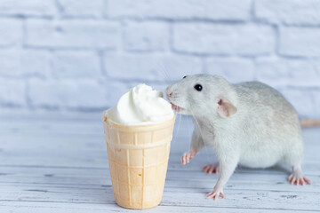 A cute rat sits next to a waffle cup with white ice cream. The rodent is sniffing the dessert. Close-up portrait of animals. Macro
