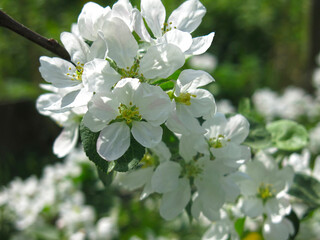 young apple tree in the garden blooms with white flowers