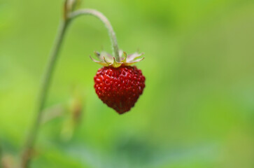 Close up of wild strawberry