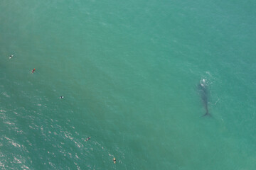 Fototapeta premium whales swimming in southern Brazil
